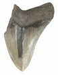 Partial, Serrated Megalodon Tooth - South Carolina #47480-1